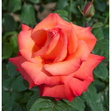 Rosier grimpant CHRISTOPHE COLOMB® Rosier grimpant CHRISTOPHE COLOMB®
