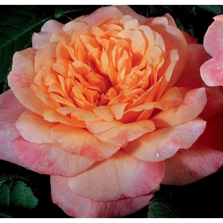 Rosier King Arthur® Rosier King Arthur®