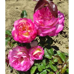 Rosier ESPOIR D'ANJOU®
