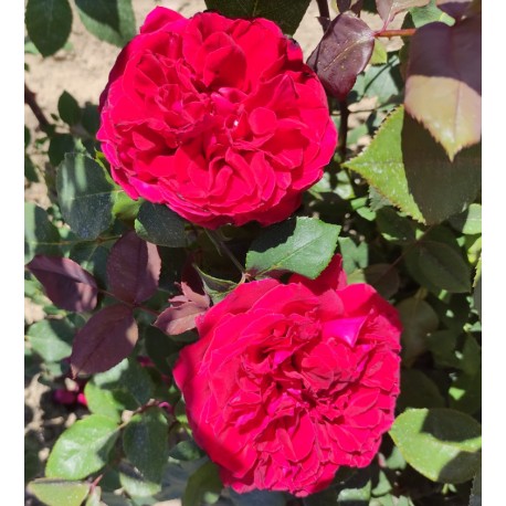 Rosier grimpant BOTERO ® Rosier grimpant BOTERO ®
