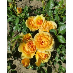 Rosier Yellowstone®