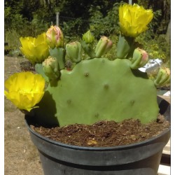 Opuntia Rubra