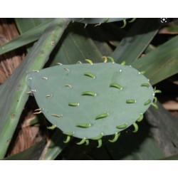 Opuntia Ellisiana