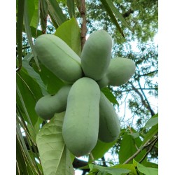 Asiminier (PAWPAW) Shenandoah®