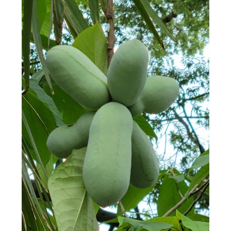 Asiminier (PAWPAW) Potomac