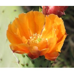 Opuntia 'Orange sansation'