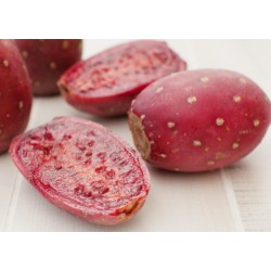 Opuntia 'Super fruit'