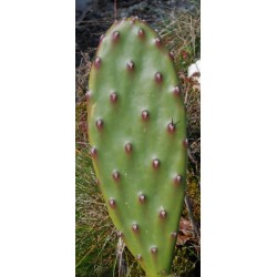 Opuntia anacantha