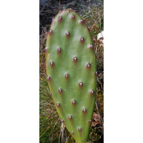 Opuntia anacantha Opuntia anacantha