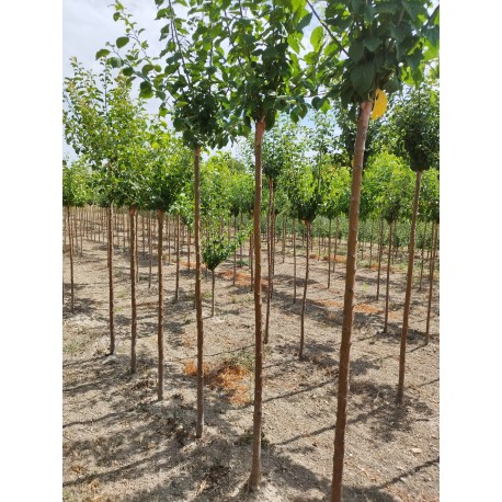 LOT 20 hautes-tiges variées