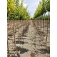 LOT 20 hautes-tiges variées