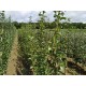 LOT 20 scions variés