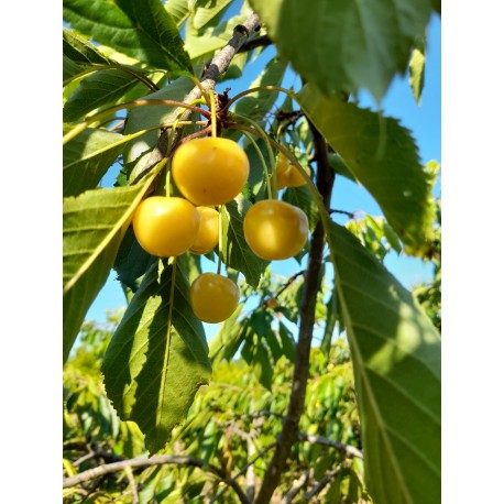 Lot varié 100 quenouilles ou gobelets  'gueules cassées'