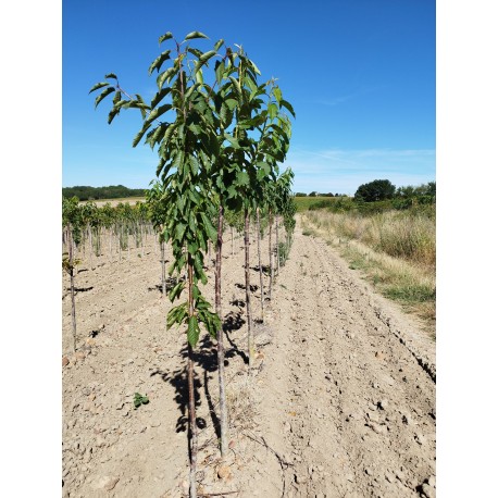 LOT 50 fruitiers sauvages LOT 50 fruitiers sauvages