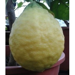 Ichang lemon