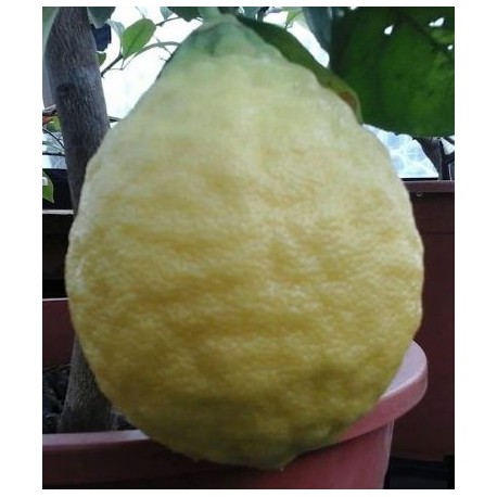 Ichang lemon