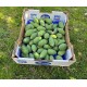 Feijoa Apollo