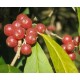 Eleagnus 'Amoroso'
