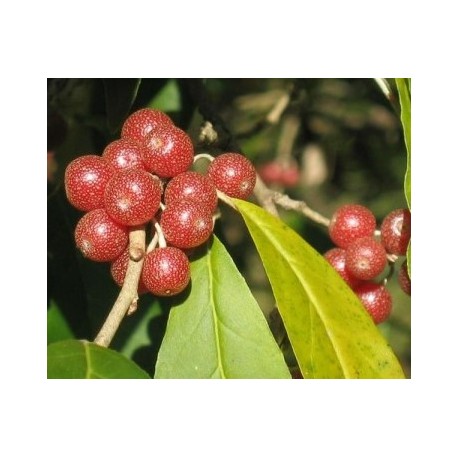 Eleagnus 'Amoroso'