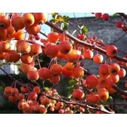 Pommier à fleurs Malus 'Evereste'