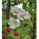 Pommier à fleurs Malus 'Evereste'