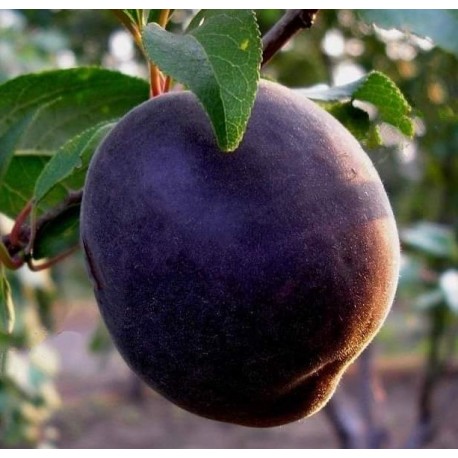 Abricotier Arbre De Abricots Perle Plante Uitière Sur Un | FindTheDeal