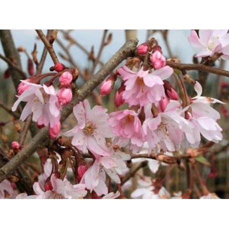 Cerisier fleurs 'Autumnalis rosea' Cerisier fleurs 'Autumnalis rosea'