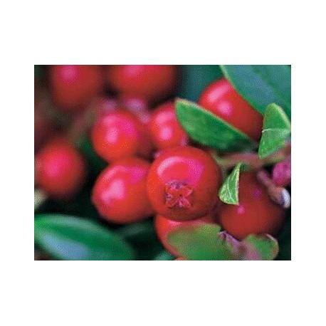 Myrtille ou airelle Miss cherry Myrtille ou airelle Miss cherry