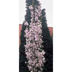 Cerisier fleurs 'Amanogawa'