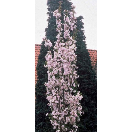 Cerisier fleurs 'Amanogawa' Cerisier fleurs 'Amanogawa'