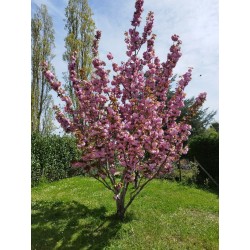 Cerisier fleurs 'Kanzan'