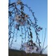 Cerisier fleurs 'Pendula Plena Rosea'