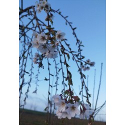 Cerisier fleurs 'Pendula Plena'