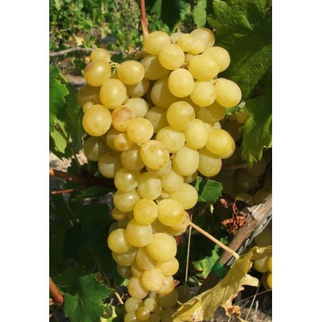 Vigne Reine des vignes Vigne Reine des vignes