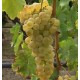 Vigne Chasselas Cioutat