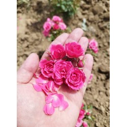 Variété de roses à pétales comestibles Candyfloss™ (barbe à papa)