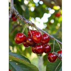 Lot 100 SCIONS cerisiers variés