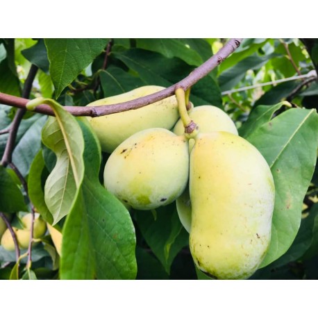 Asiminier (PAWPAW) Mango Asiminier (PAWPAW) Mango