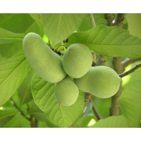 Asiminier (PAWPAW) Maria's Joy Asiminier (PAWPAW) Maria's Joy