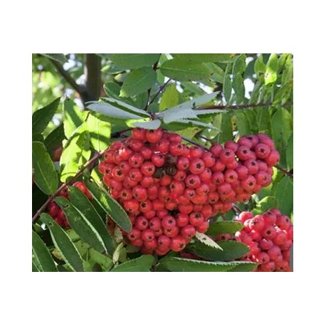 Sorbus aucuparia Rubinovaja