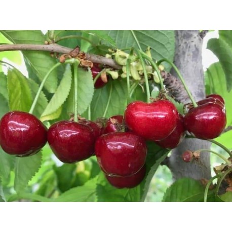 Cerisier Badacsony Cerisier Badacsony