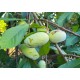 Asiminier (PAWPAW) Atwood