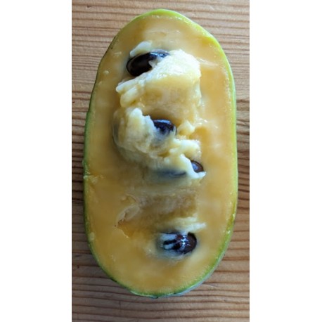 Asiminier (PAWPAW) Allegheny® Asiminier (PAWPAW) Allegheny®