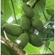 Asiminier (PAWPAW) Tallahatchie®