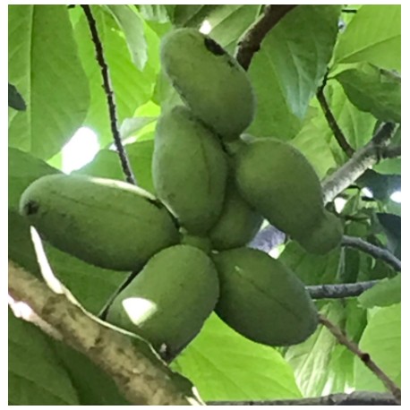 Asiminier (PAWPAW) Tallahatchie®