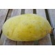 Asiminier (PAWPAW) Rebecca's gold