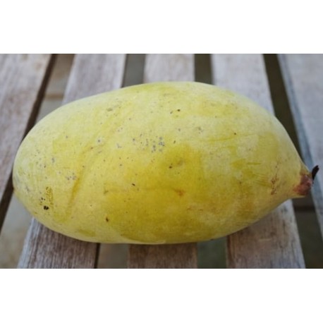 Asiminier (PAWPAW) Rebecca's gold Asiminier (PAWPAW) Rebecca's gold