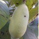 Asiminier (PAWPAW) Rappahanock®