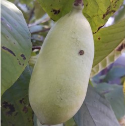 Asiminier (PAWPAW) Rappahanock®