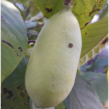 Asiminier (PAWPAW) Rappahanock® Asiminier (PAWPAW) Rappahanock®